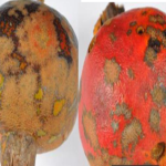 فایل کنترل بیماری های درختان انار