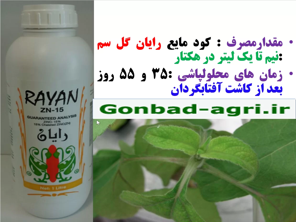 کود روی رایان -زراعت افتابگردان – قسمت دوم