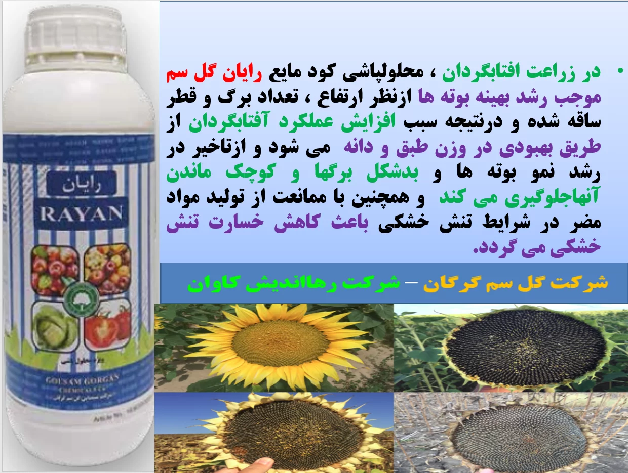 کود روی رایان -زراعت افتابگردان – قسمت اول