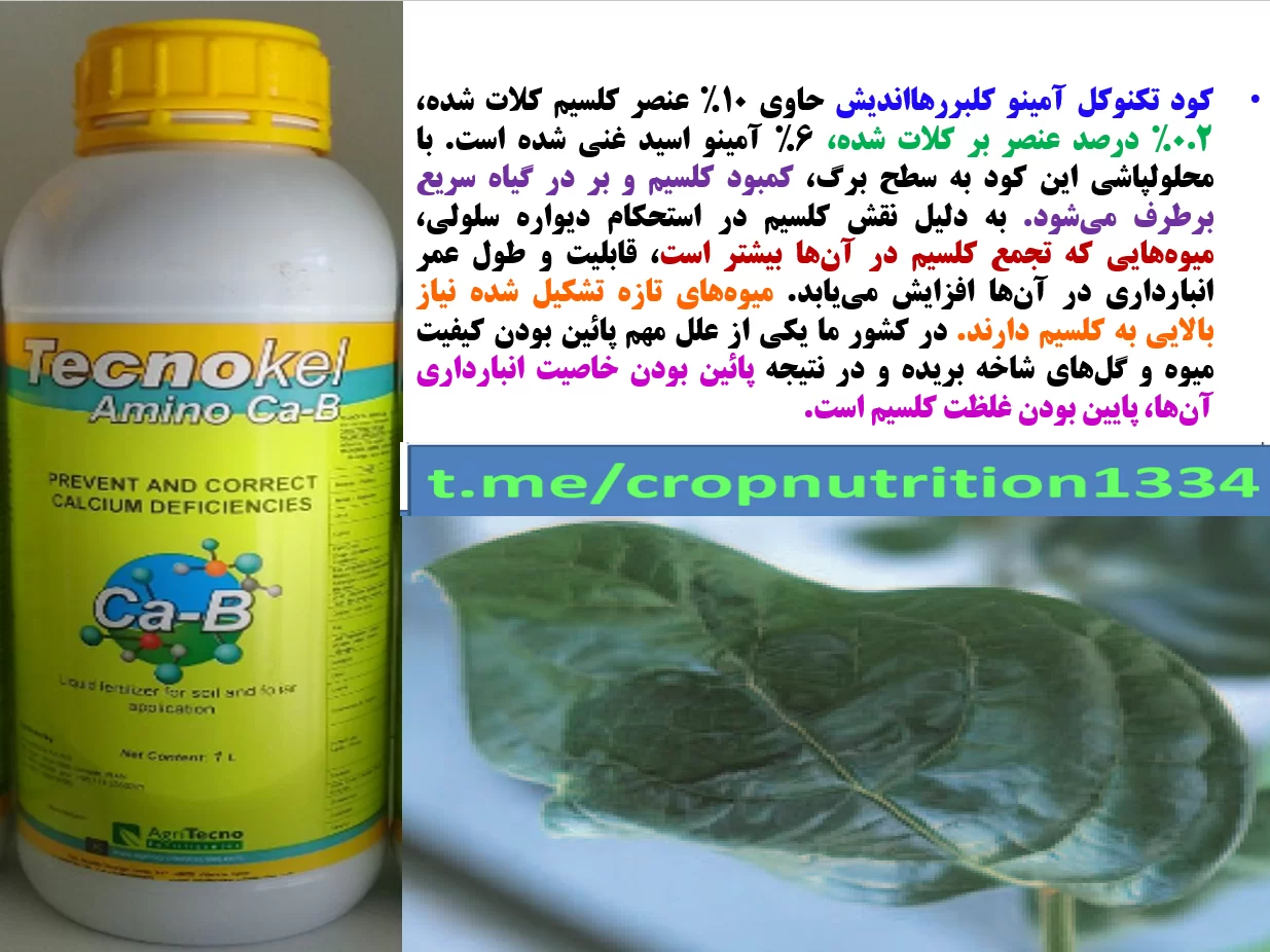 کودتکنوکل آمینو کلسیم-بر ،برای درختان خرمالو – قسمت سوم