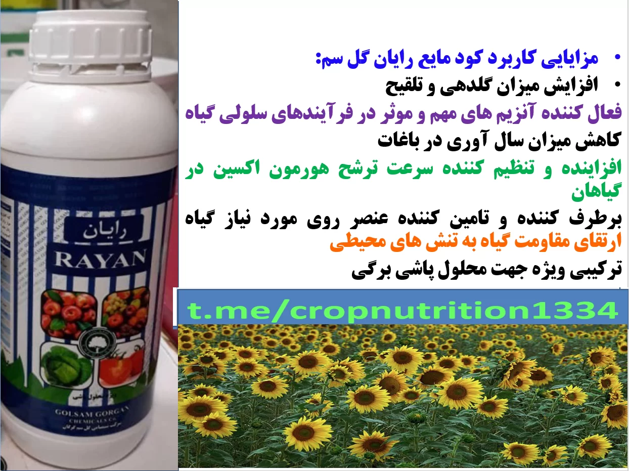 کود روی رایان -زراعت افتابگردان – قسمت سوم