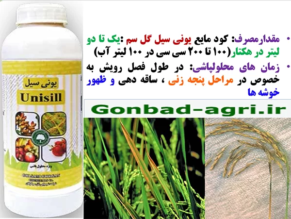 کود مایع یونی سیل گل سم برای تقویت بوته های برنج – قسمت دوم