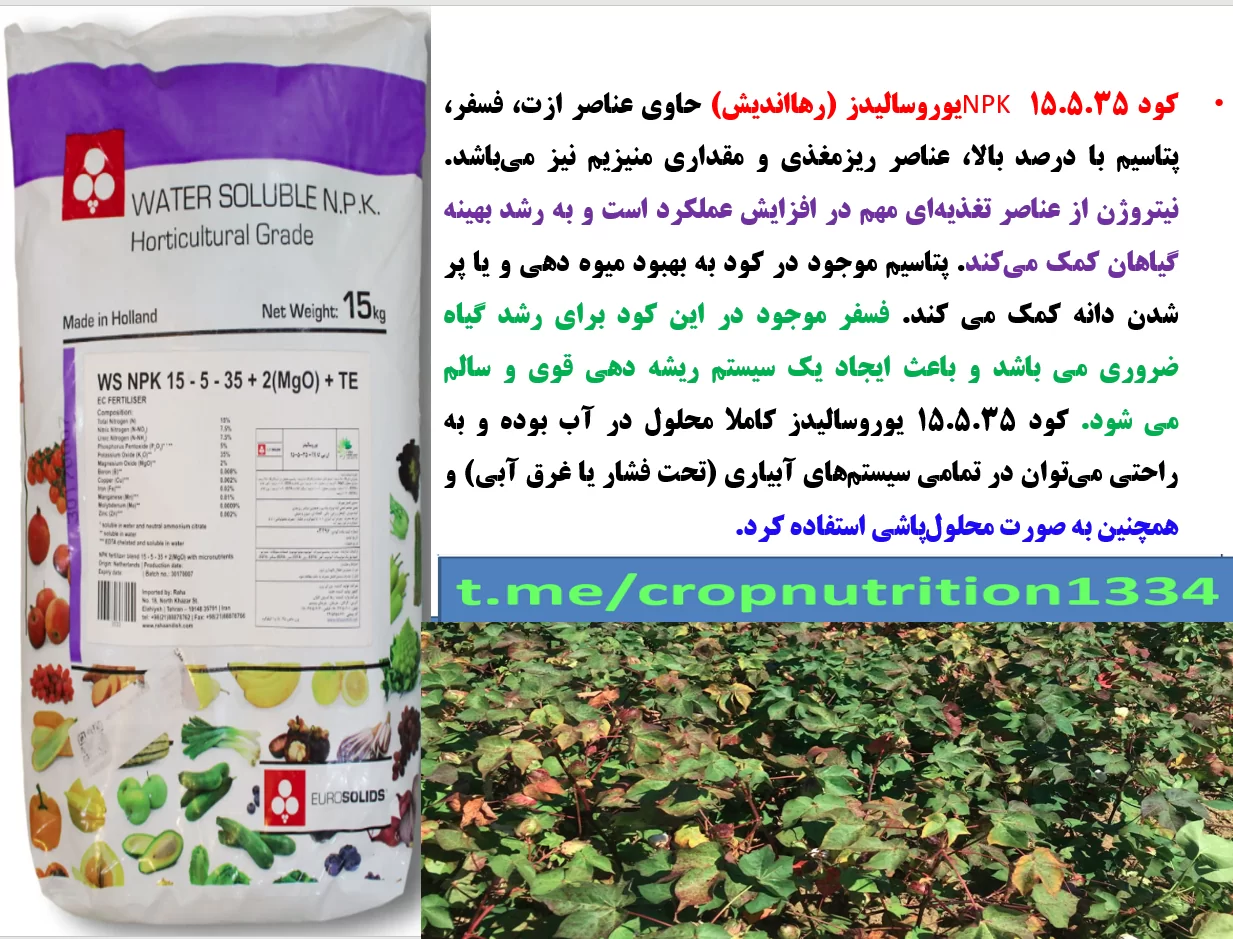 زراعت پنبه – کودیوروسالیدز- قسمت سوم