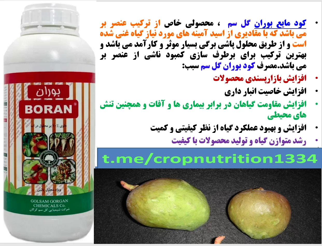 کود بوران برای تقویت میوه دهی و کیفیت میوه انبه – قسمت سوم