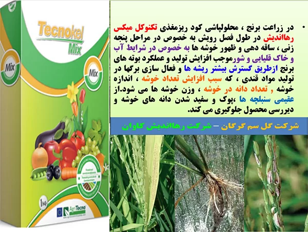 کود ریزمغذی تکنوکل میکس برای افزایش اجزا عملکرد برنج – قسمت اول