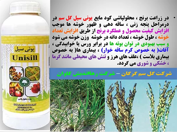 کود مایع یونی سیل گل سم برای تقویت بوته های برنج – قسمت اول