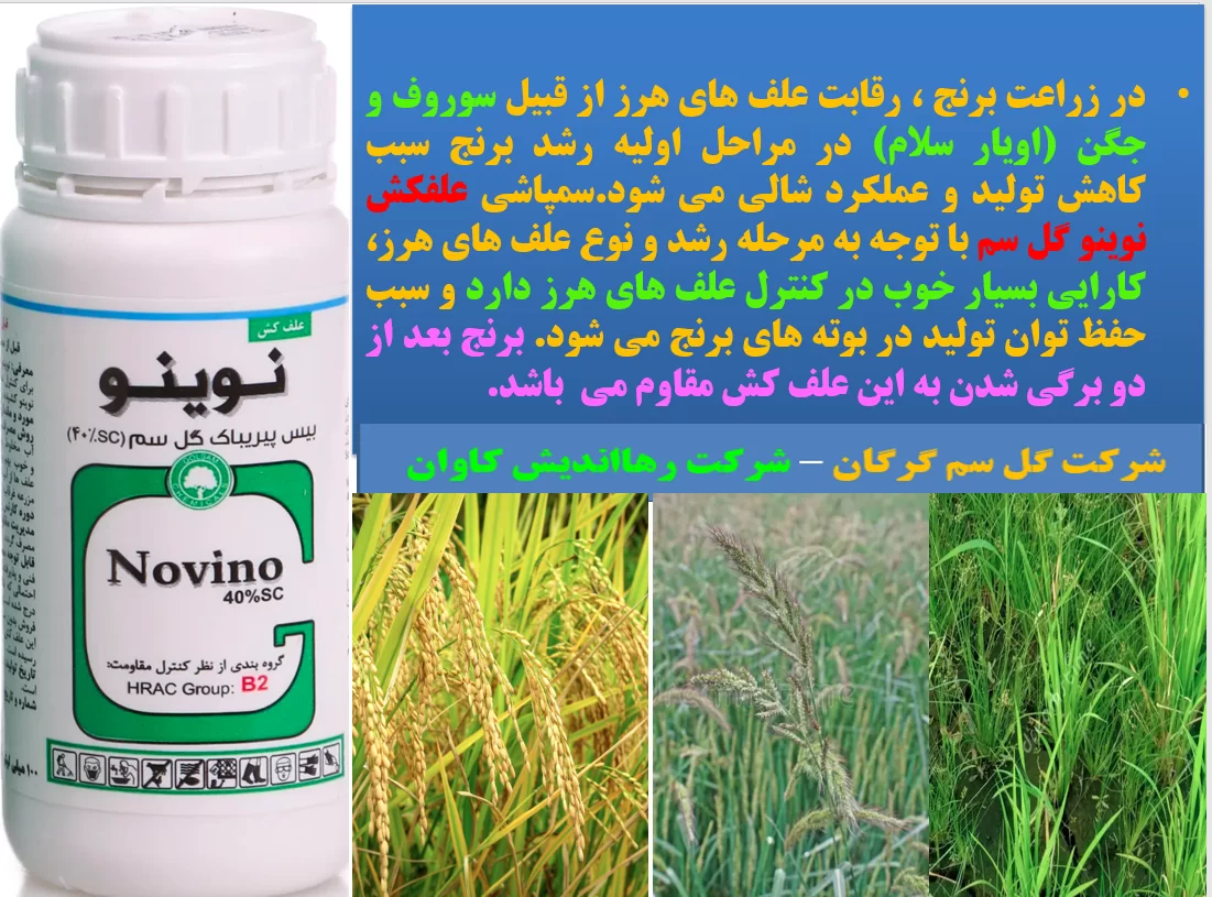 علفکش نوینو(گل سم) برای کنتزل علف های هرز زراعت برنج- قسمت اول