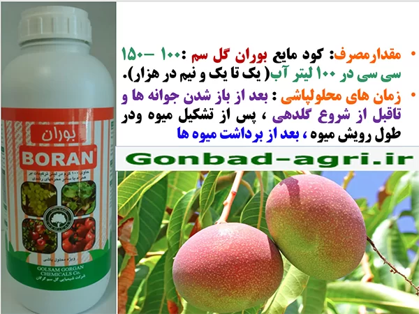 کود بوران برای تقویت میوه دهی و کیفیت میوه انبه – قسمت دوم