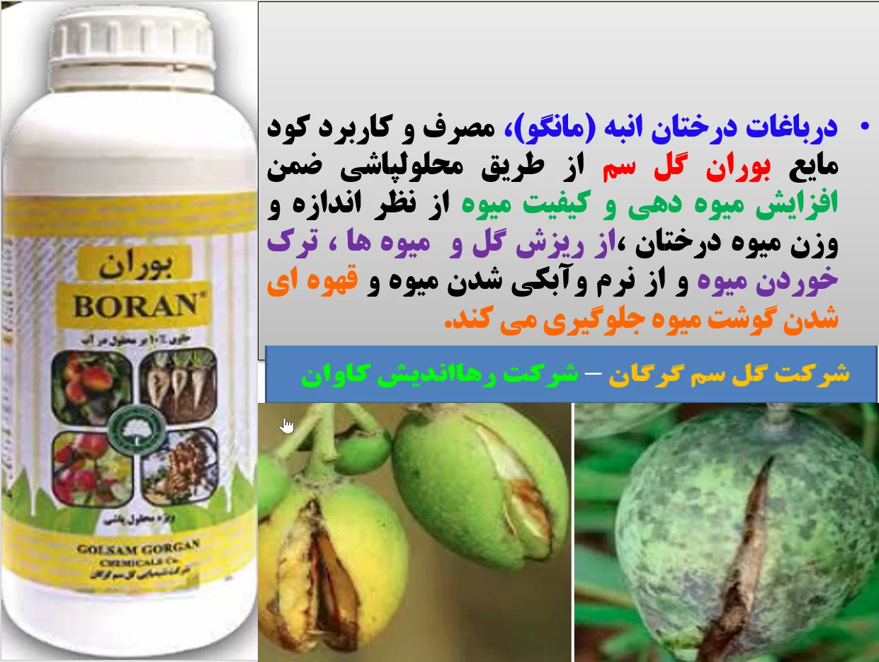 کود بوران برای تقویت میوه دهی و کیفیت میوه انبه – قسمت اول