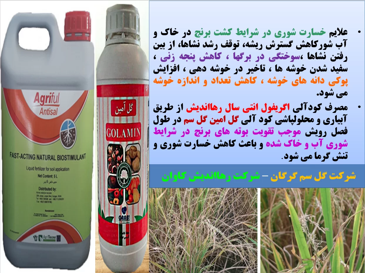 کودآلی اگریفول آنتی سال برای کاهش اثرات شوری در زراعت برنج – قسمت اول