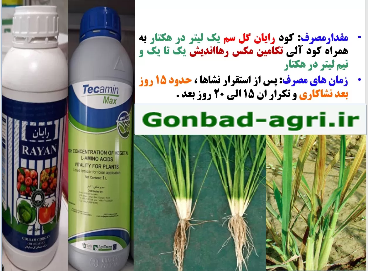 محلولپاشی کودروی رایان و تکامین مکس در زراعت برنج -قسمت دوم