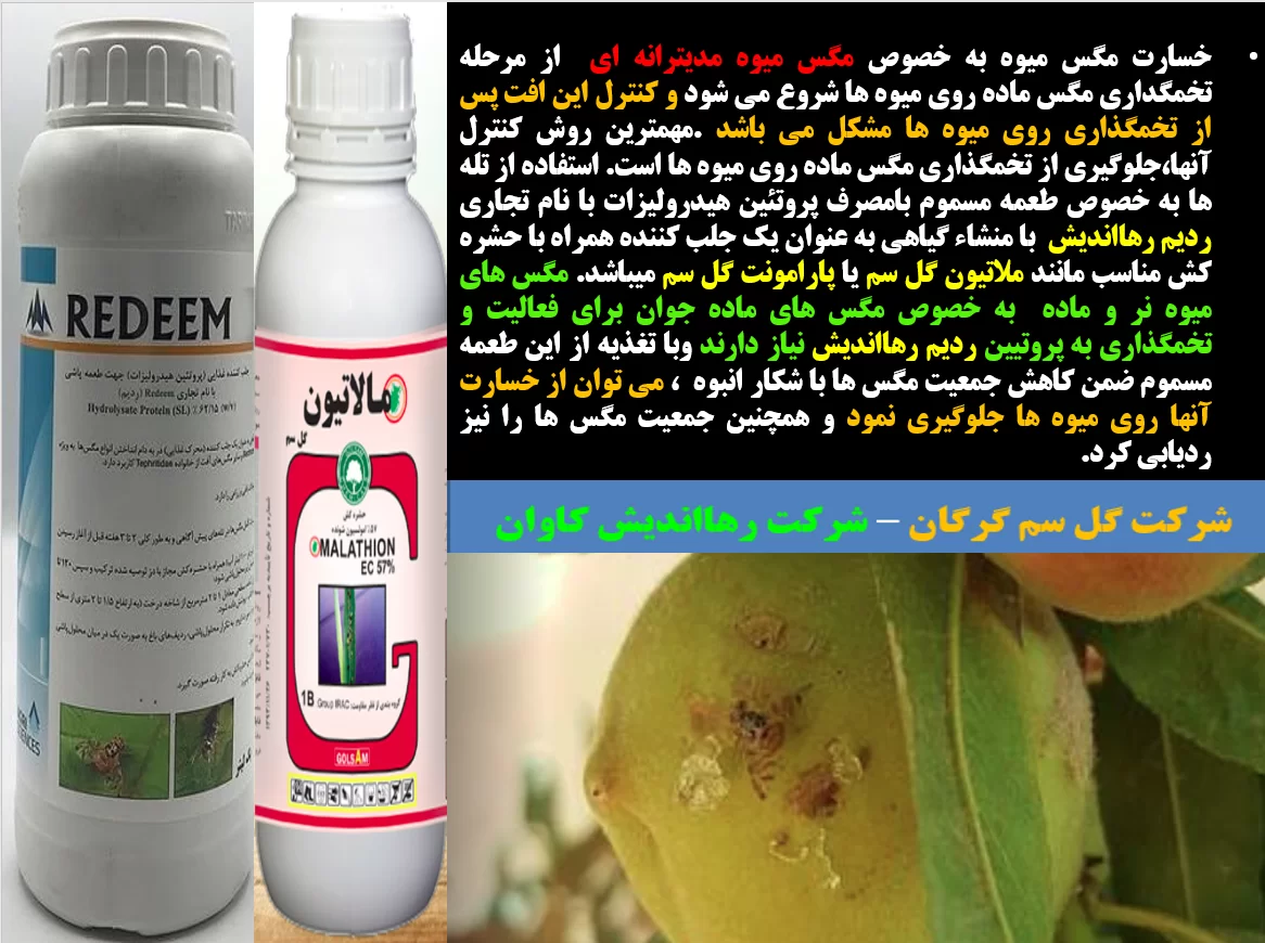 کنترل مگس های میوه با ردیم رهااندیش – قسمت اول