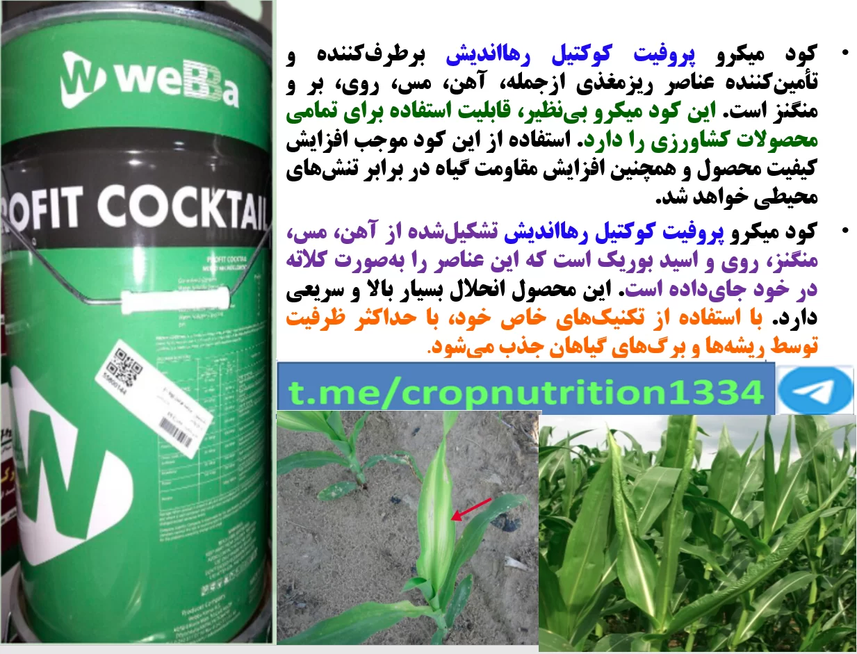 کودریزمغذی پروفیت کوکتیل رهااندیش برای افزاش تولید ذرت – قسمت سوم
