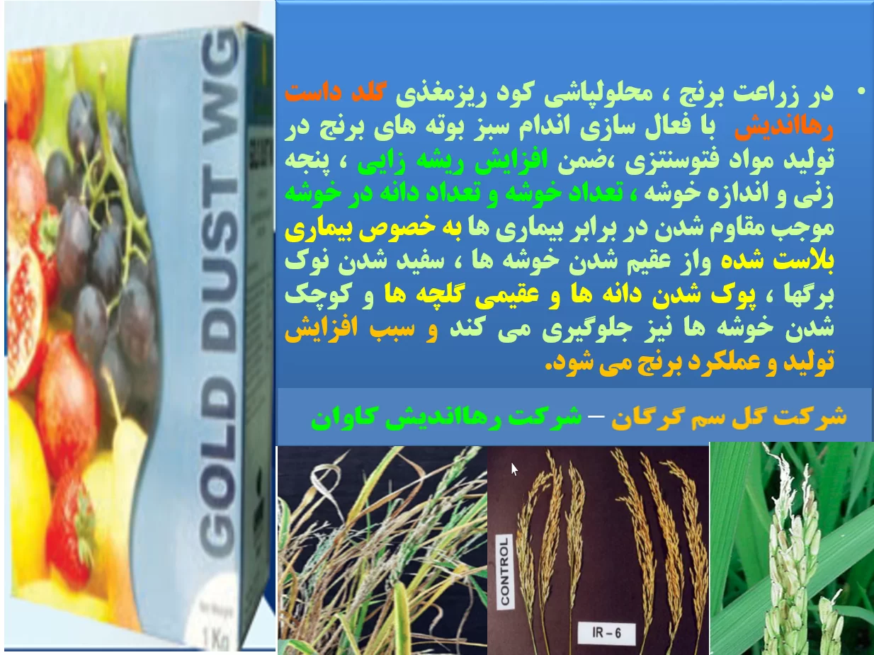 افزایش عملکردبرنج با تولید خوشه های کامل برنج با کود گلدداست رهااندیش – قسمت اول