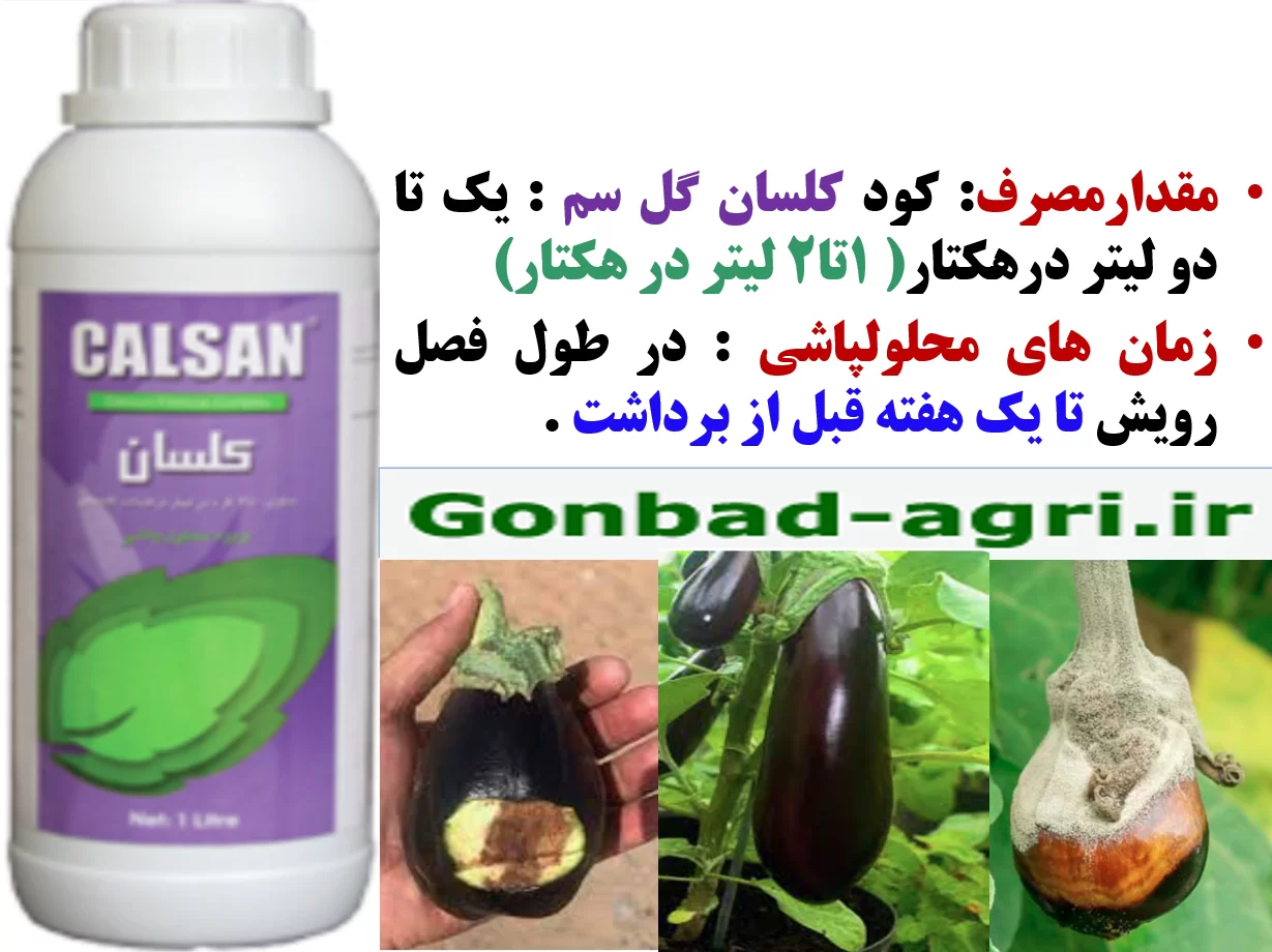کود کلسان گل سم برای بهبودی میوه بادمجان- قسمت دوم