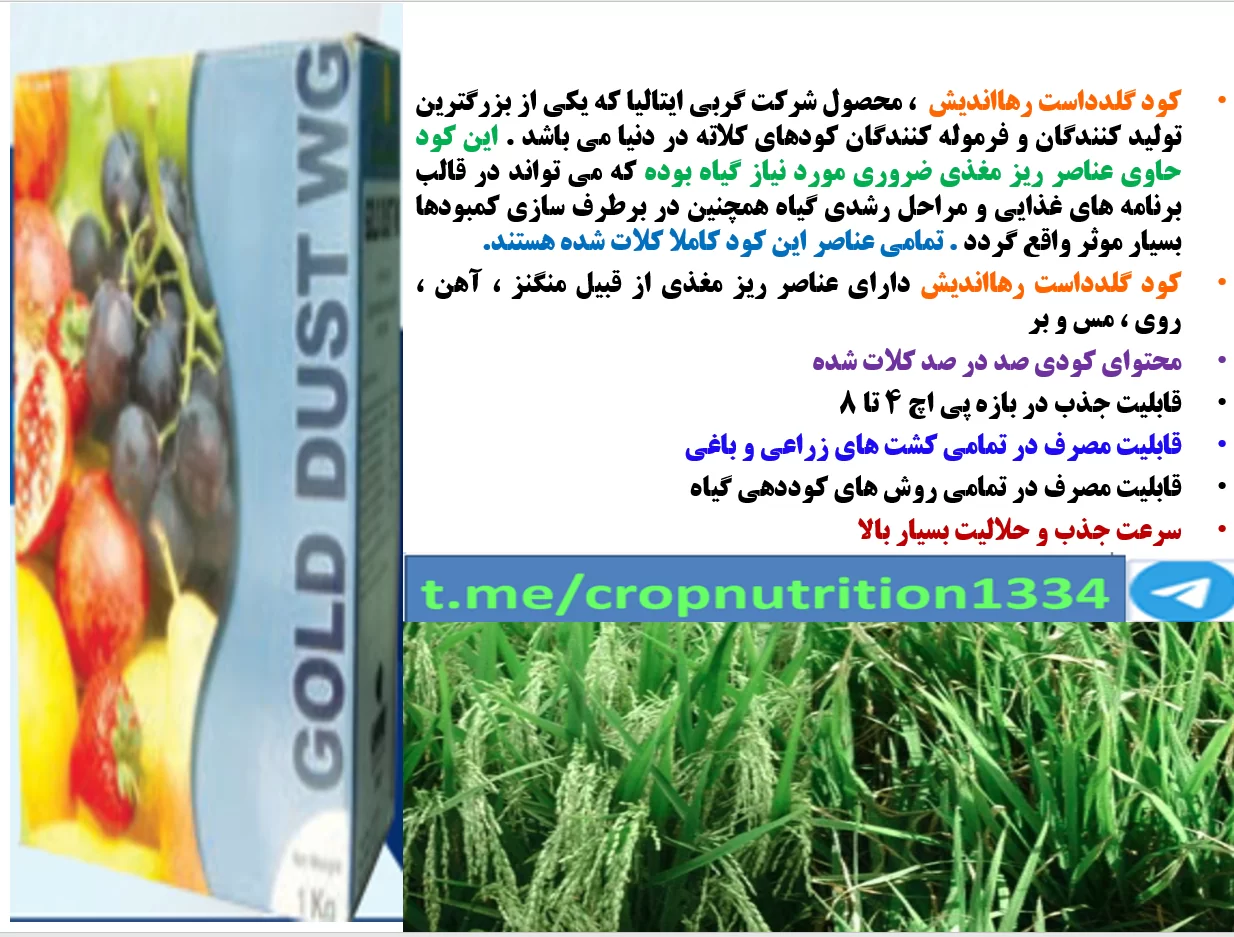 افزایش عملکردبرنج با تولید خوشه های کامل برنج با کود گلدداست رهااندیش – قسمت سوم