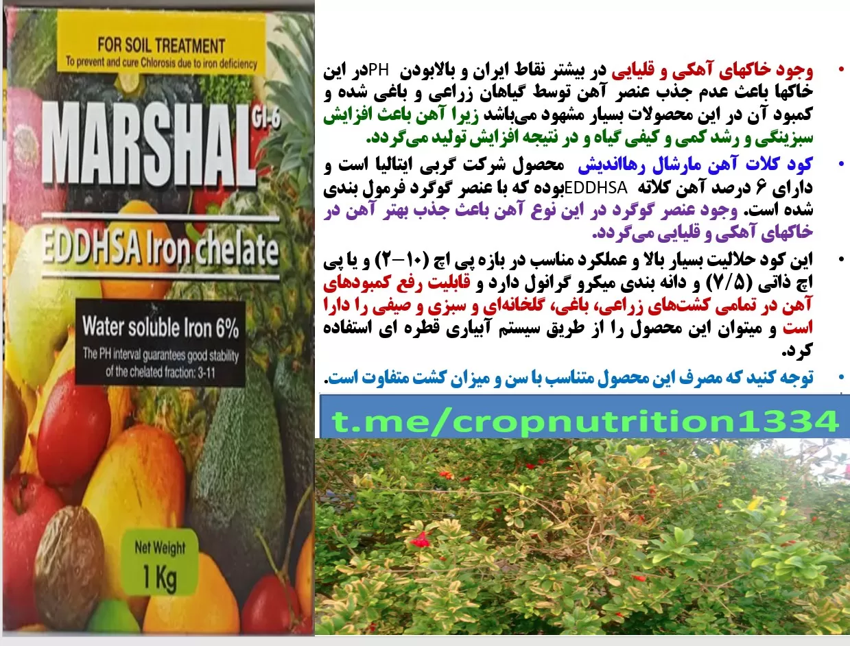 کودآهن مارشال رهااندیش برای رفع سریع زردی در درختان انار- قسمت سوم