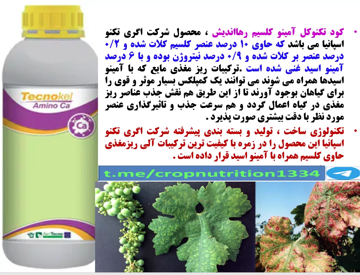 کود مایع تکنوکل آمینو کلسیم -رهااندیش برای افزایش کیفیت خوشه های انگور- قسمت سوم