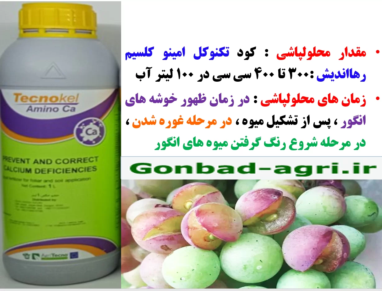 کود مایع تکنوکل آمینو کلسیم -رهااندیش برای افزایش کیفیت خوشه های انگور- قسمت دوم