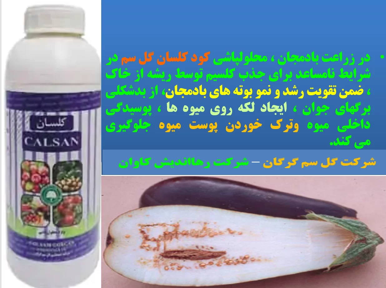 کود کلسان گل سم برای بهبودی میوه بادمجان- قسمت اول