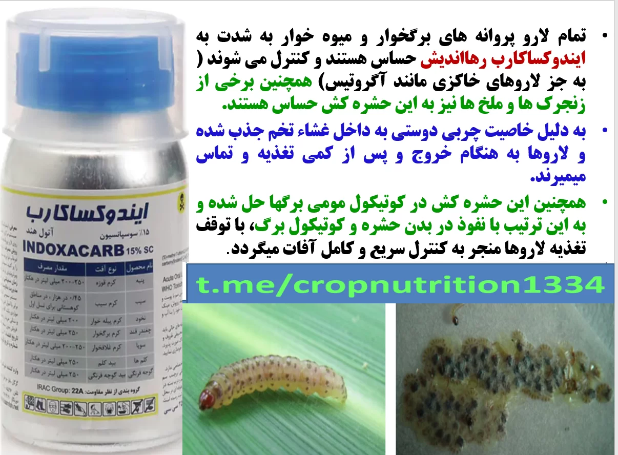 حشره کش ایندوکساکارب رهااندیش برای کنترل آفات ذرت – قسمت سوم