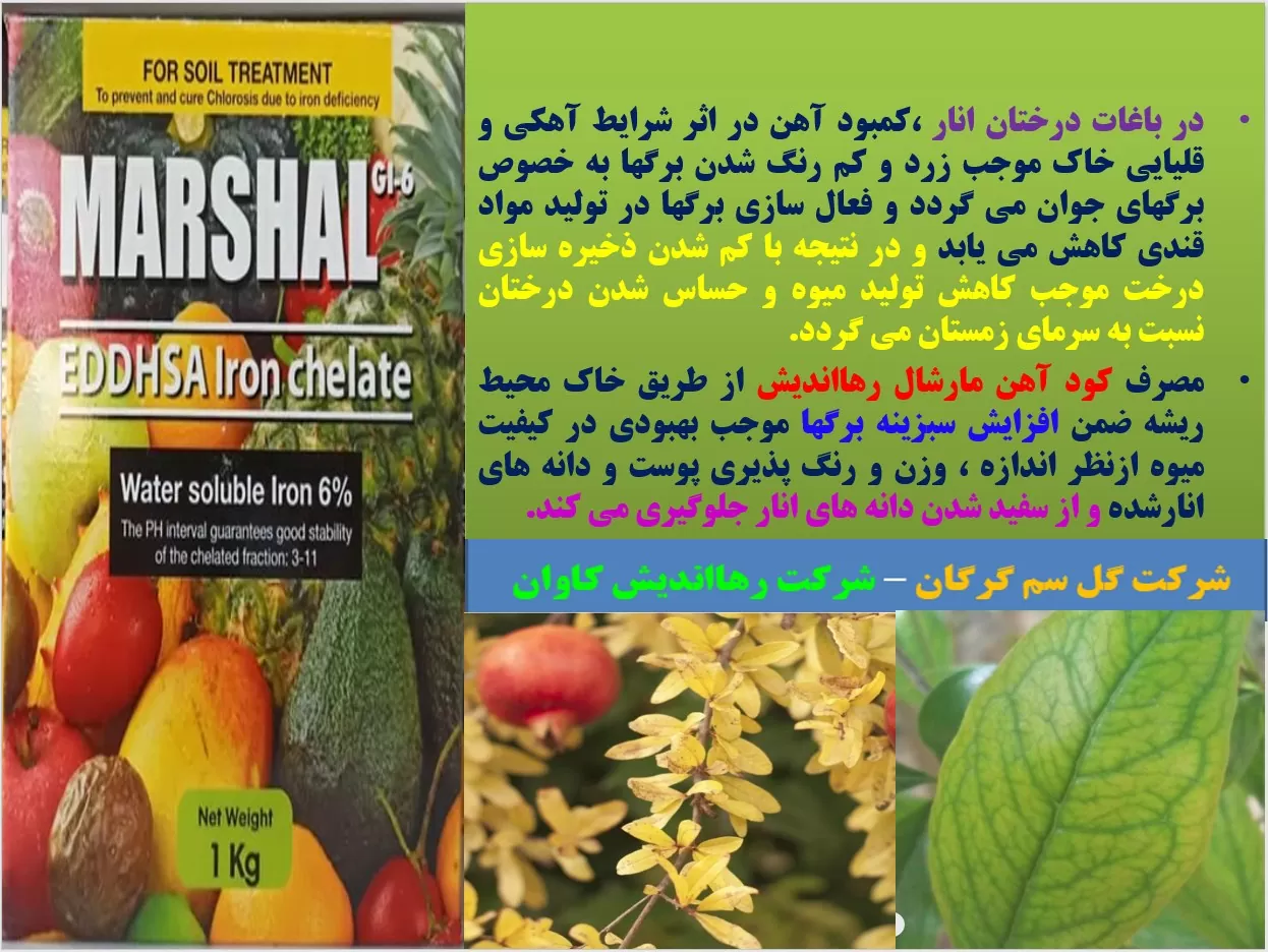 کودآهن مارشال رهااندیش برای رفع سریع زردی در درختان انار- قسمت اول