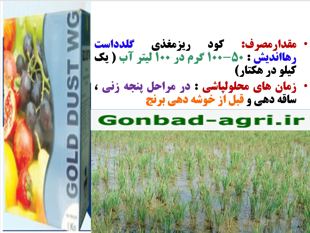 افزایش عملکردبرنج با تولید خوشه های کامل برنج با کود گلدداست رهااندیش – قسمت دوم