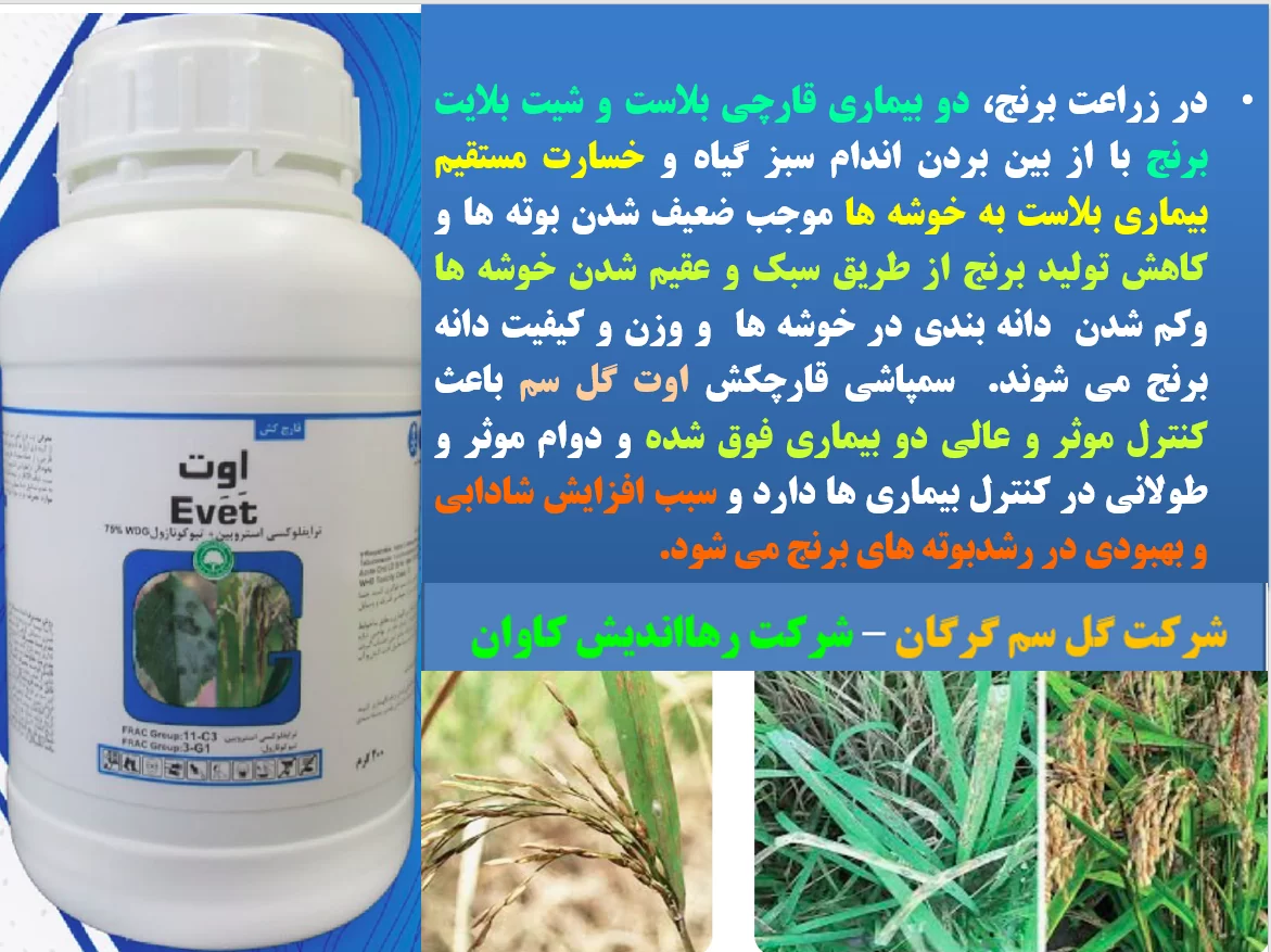 قارچکش اوت گل سم برای کنترل بیماری های برنج – قسمت اول