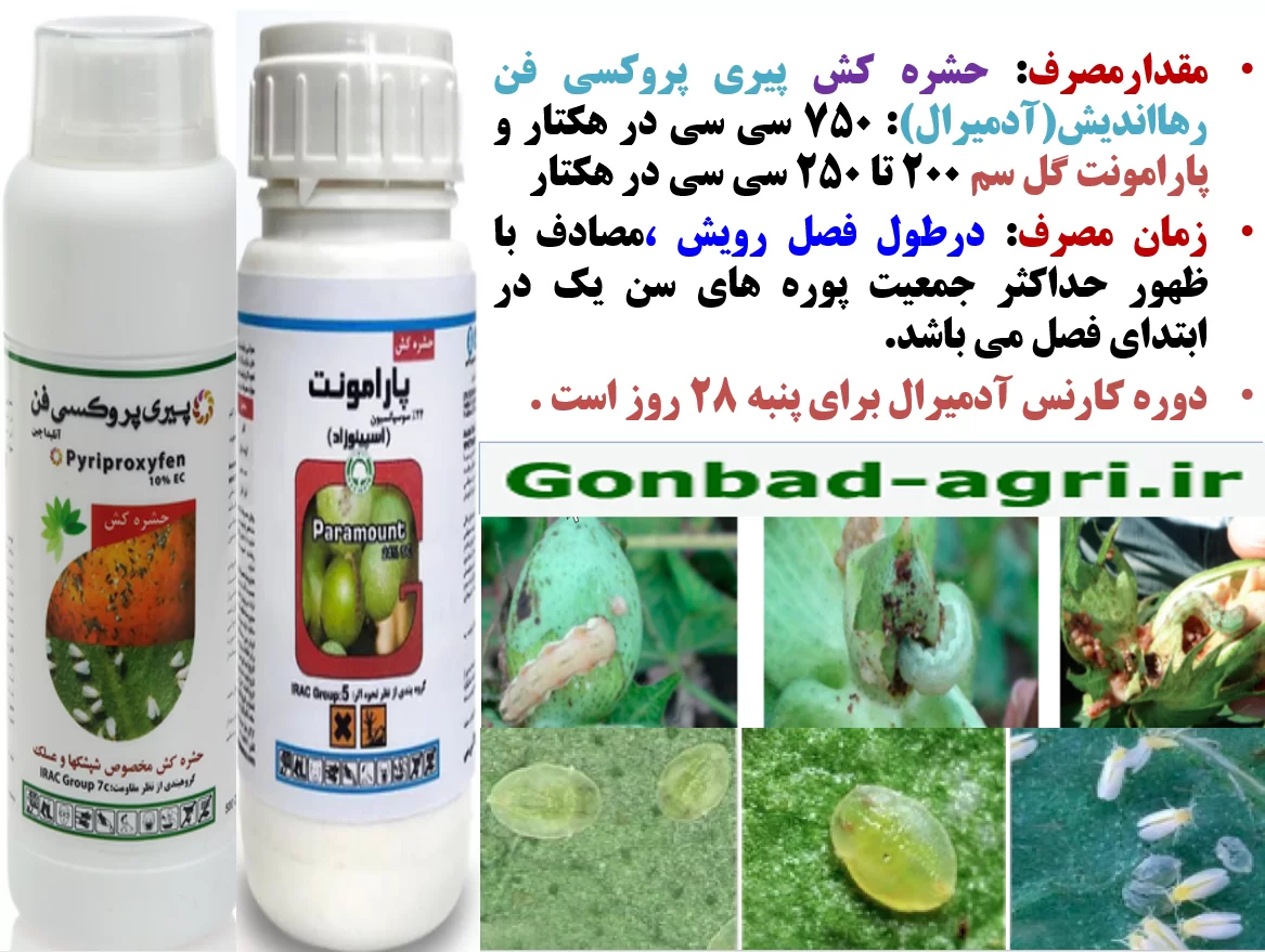 کنترل آفات پنبه به خصوص عسلک و کرم قوزه- قسمت دوم