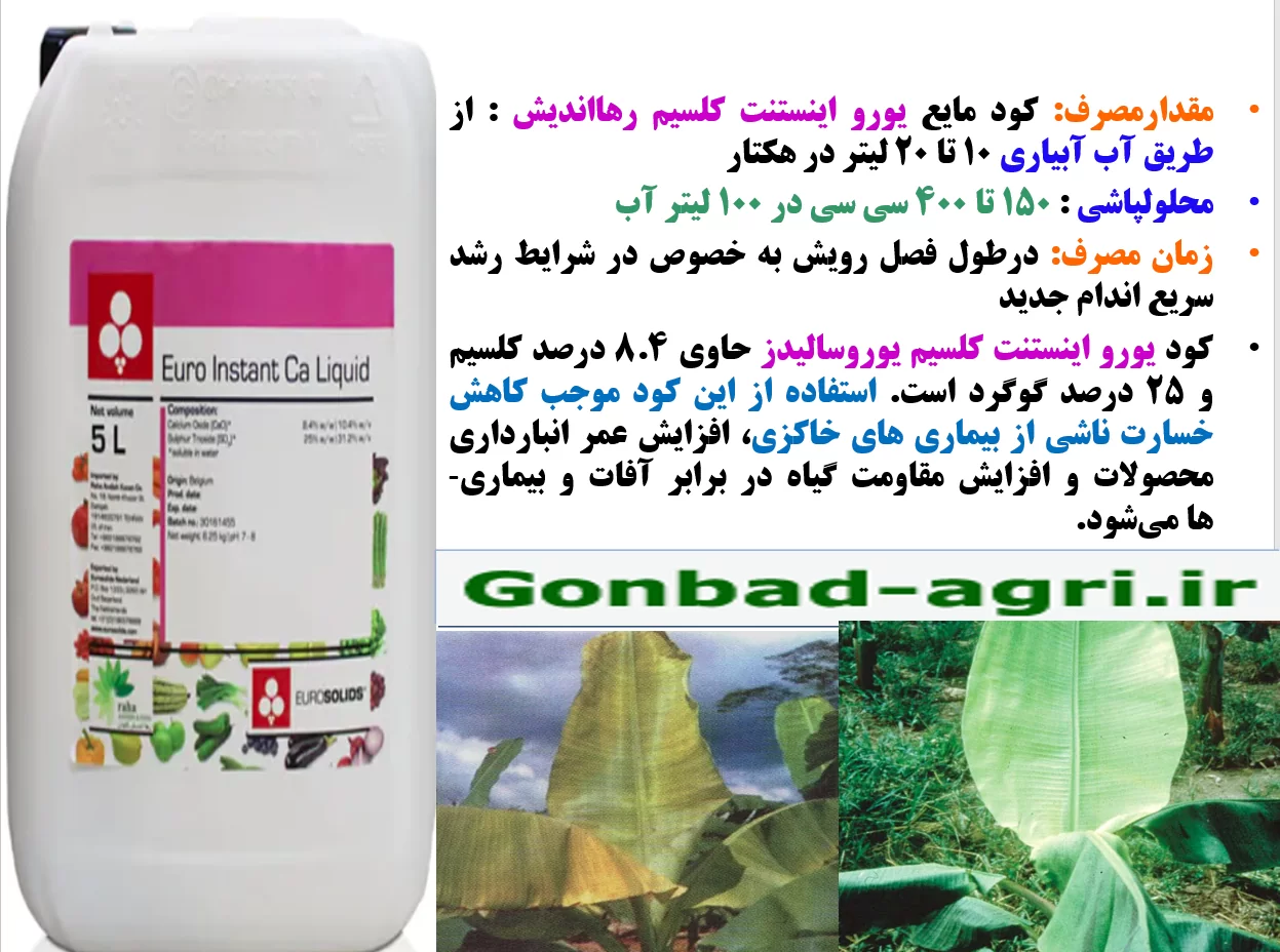 کود مایع یورواینستنت کلسیم -رهااندیش برای تقویت کیفیت میوه درخت موز- قسمت دوم