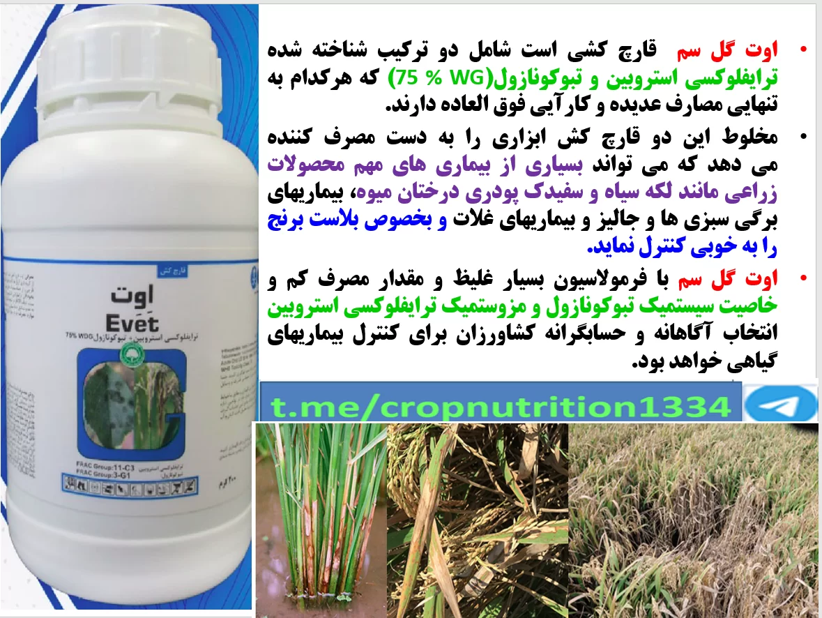 قارچکش اوت گل سم برای کنترل بیماری های برنج – قسمت سوم