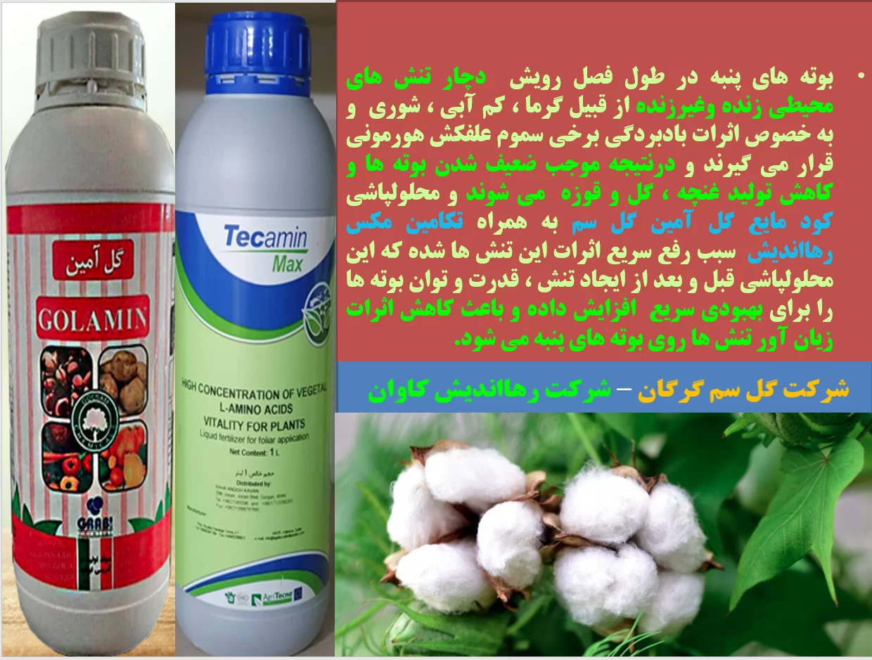 کود های گل آمین و تکامین مکس موجب افزایش توان بوته های پنبه در برابر تنش های محیطی – قسمت اول