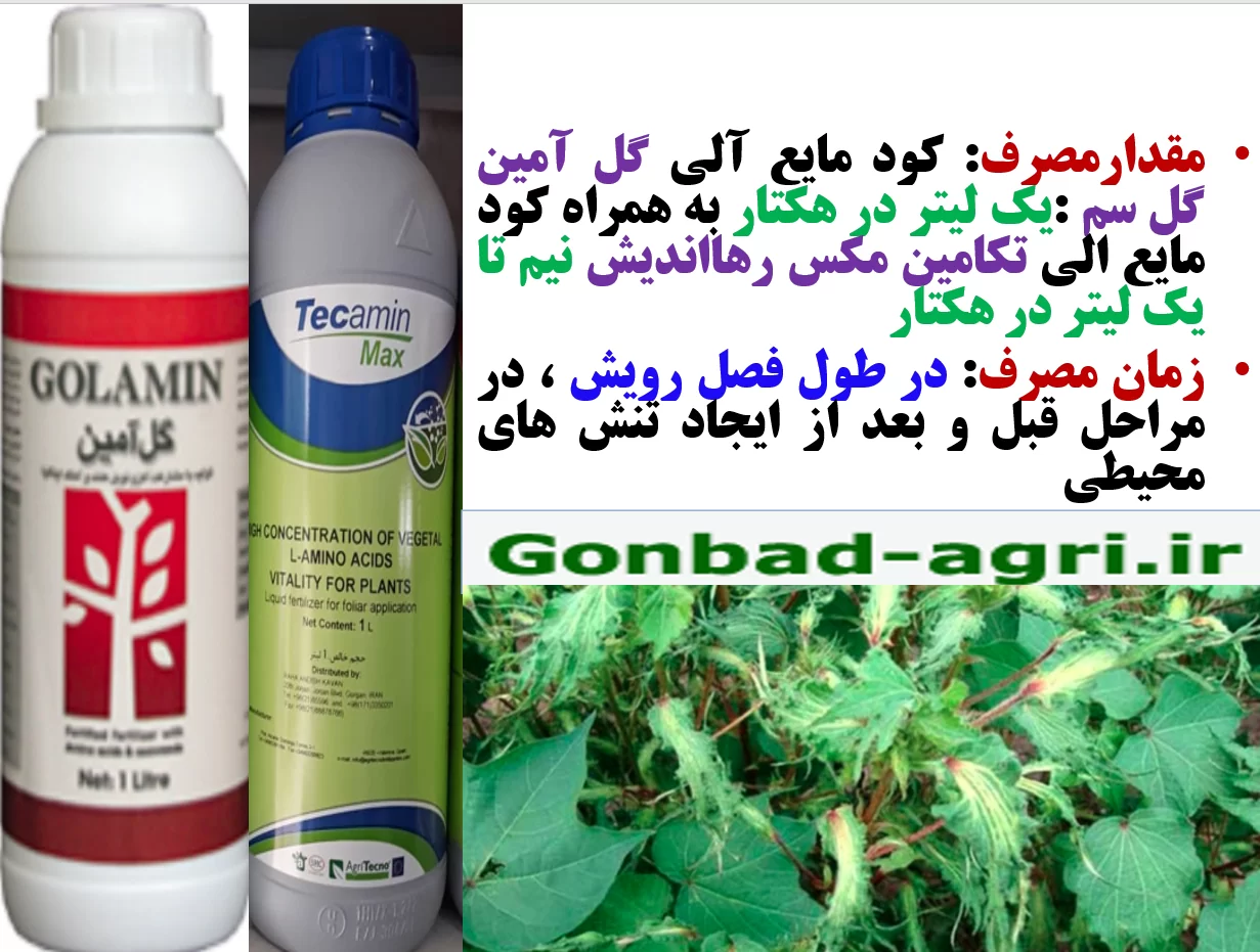 کود های گل آمین و تکامین مکس موجب افزایش توان بوته های پنبه در برابر تنش های محیطی – قسمت  دوم