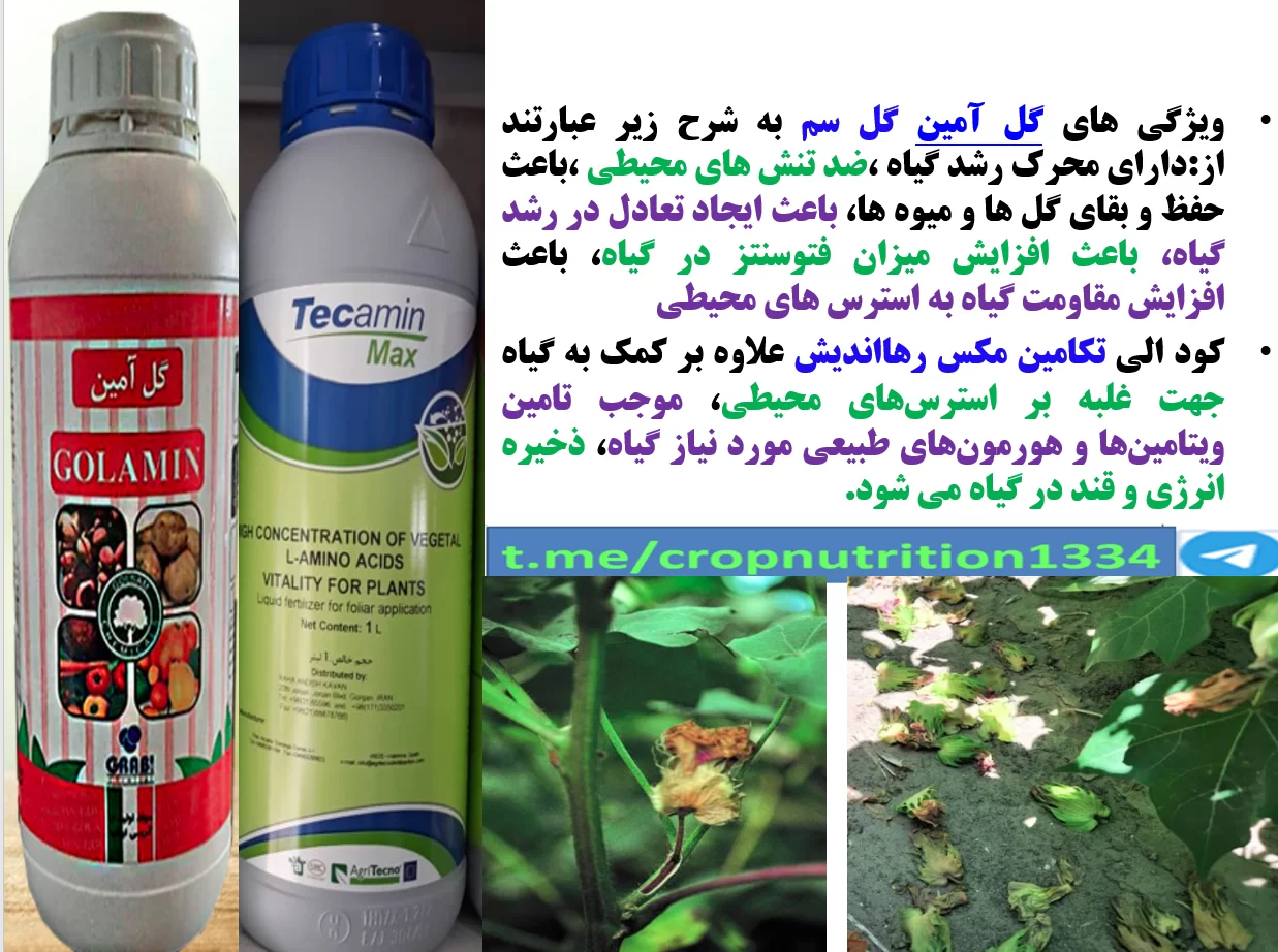 کود های گل آمین و تکامین مکس موجب افزایش توان بوته های پنبه در برابر تنش های محیطی – قسمت سوم