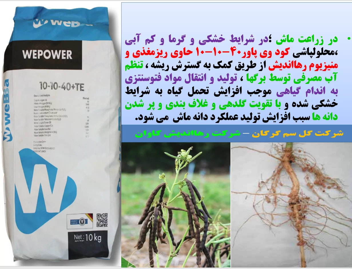 افزایش تحمل بوته های ماش در برابر خشکی و گرما -قسمت اول