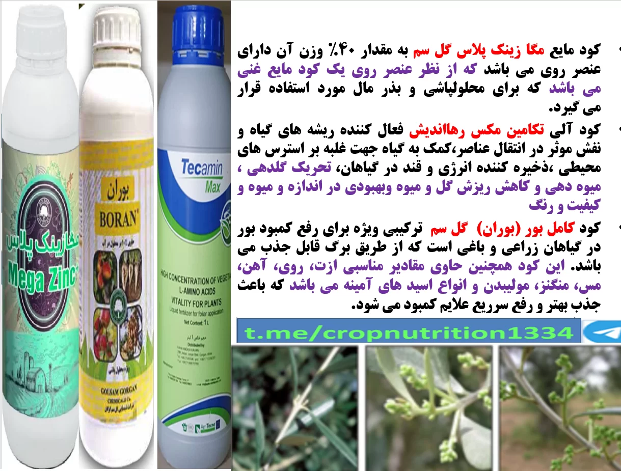 کود های موثر فروت ست برای درختان زیتون- قسمت سوم