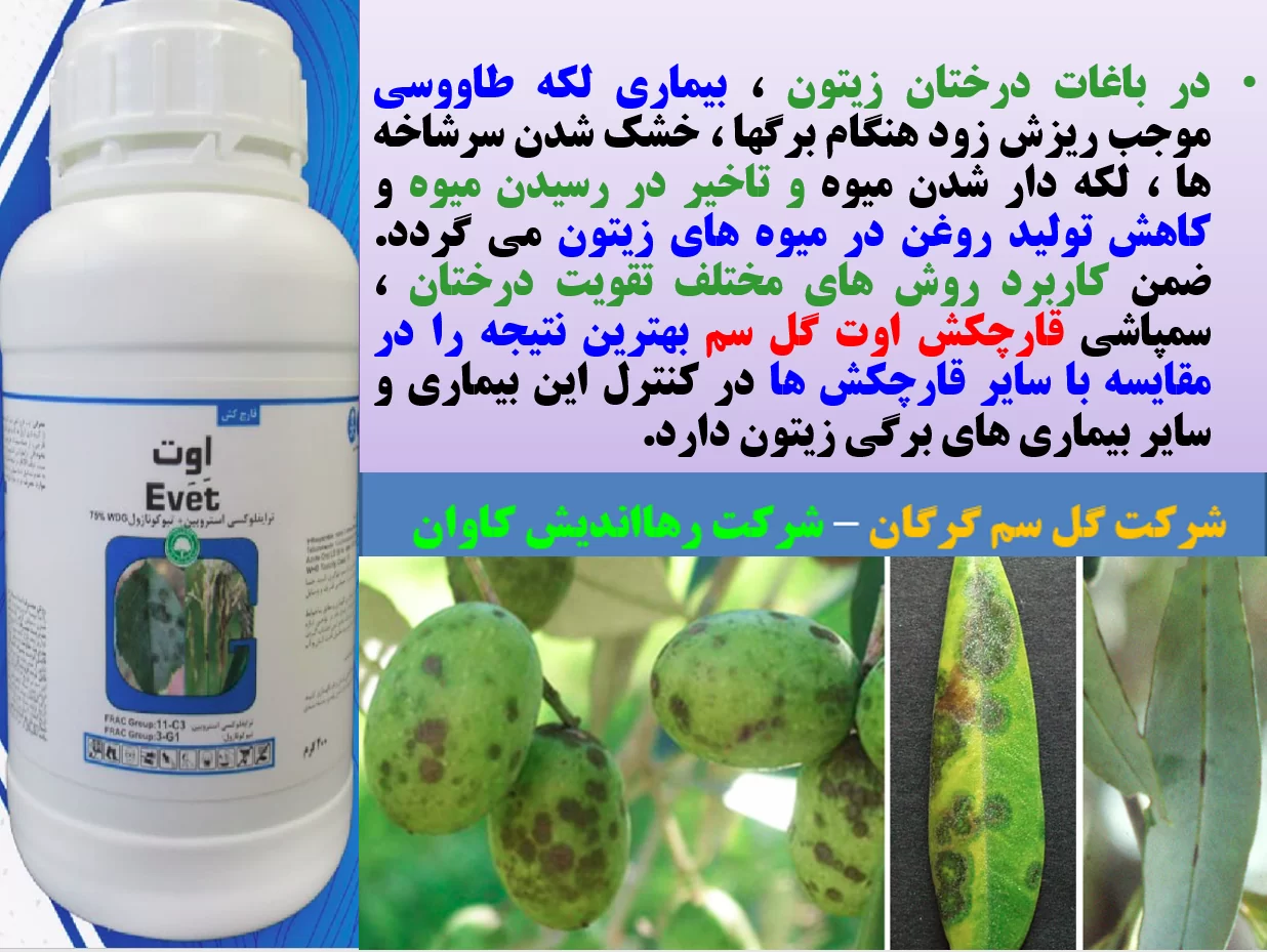 قارچکش اوت گل سم برای کنترل بیماری های درختان زیتون – قسمت اول