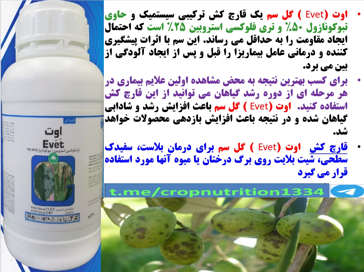 قارچکش اوت گل سم برای کنترل بیماری های درختان زیتون – قسمت سوم