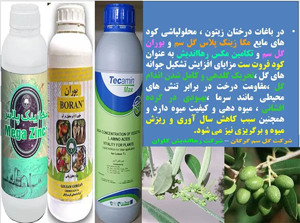 کود های موثر فروت ست برای درختان زیتون- قسمت اول