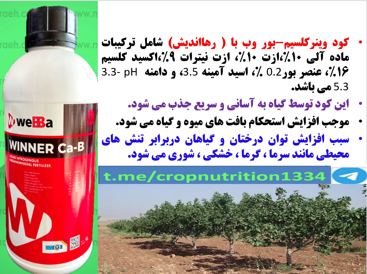 کود وین نر کلسیم و بر رهااندیش برای درختان پسته بعد از برداشت محصول- قسمت سوم