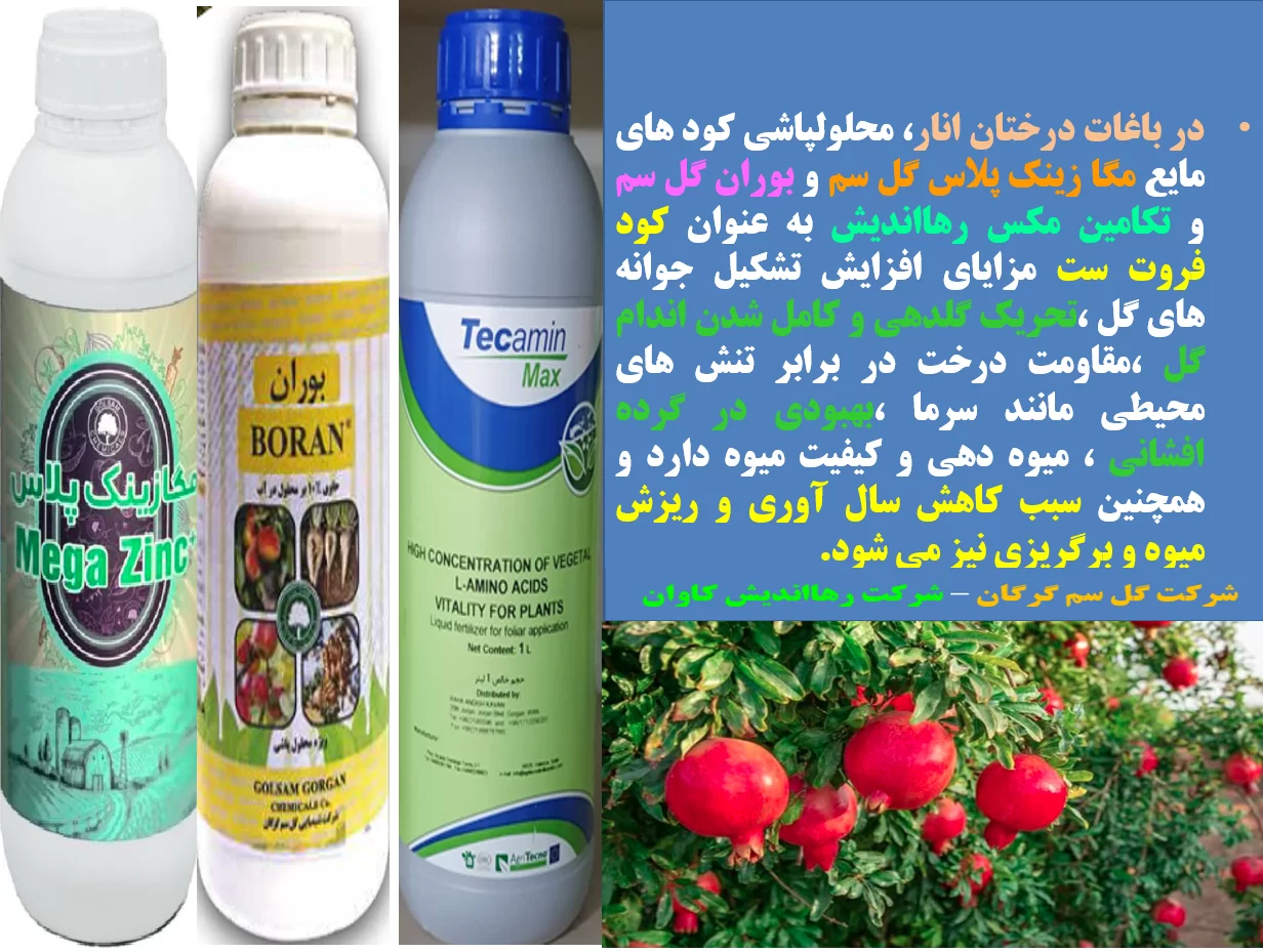 ترکیب موثر با کارایی بهتر کود فروت ست برای درختان میوه انار – قسمت اول