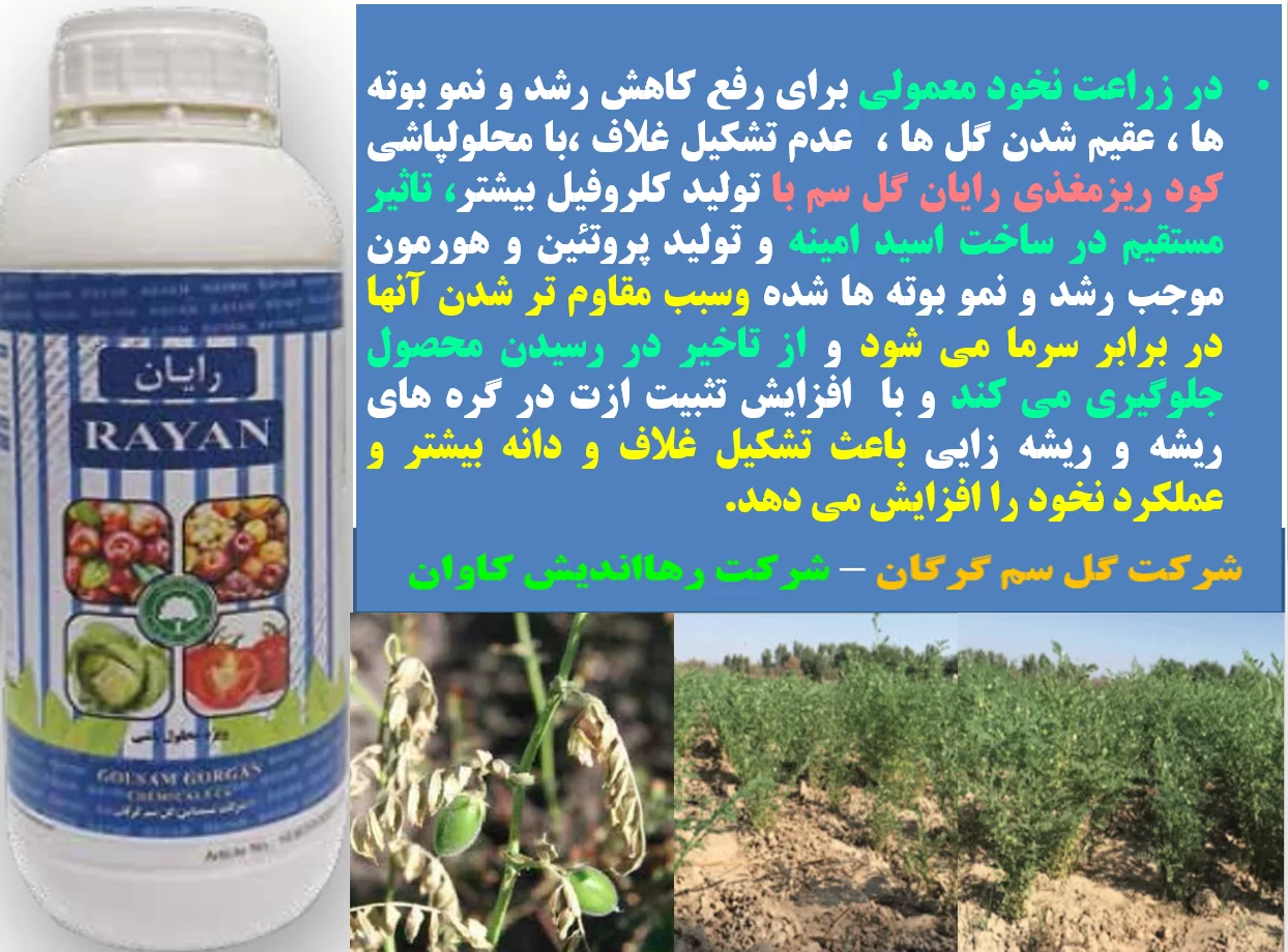 اهمیت کود مایع رایان گل سم در زراعت نخود -قسمت اول