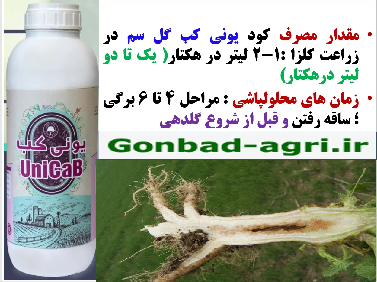 افزایش مقاومت بوته های کلزا در برابر تنش ها با مصرف کود یونی کب گل سم – قسمت دوم