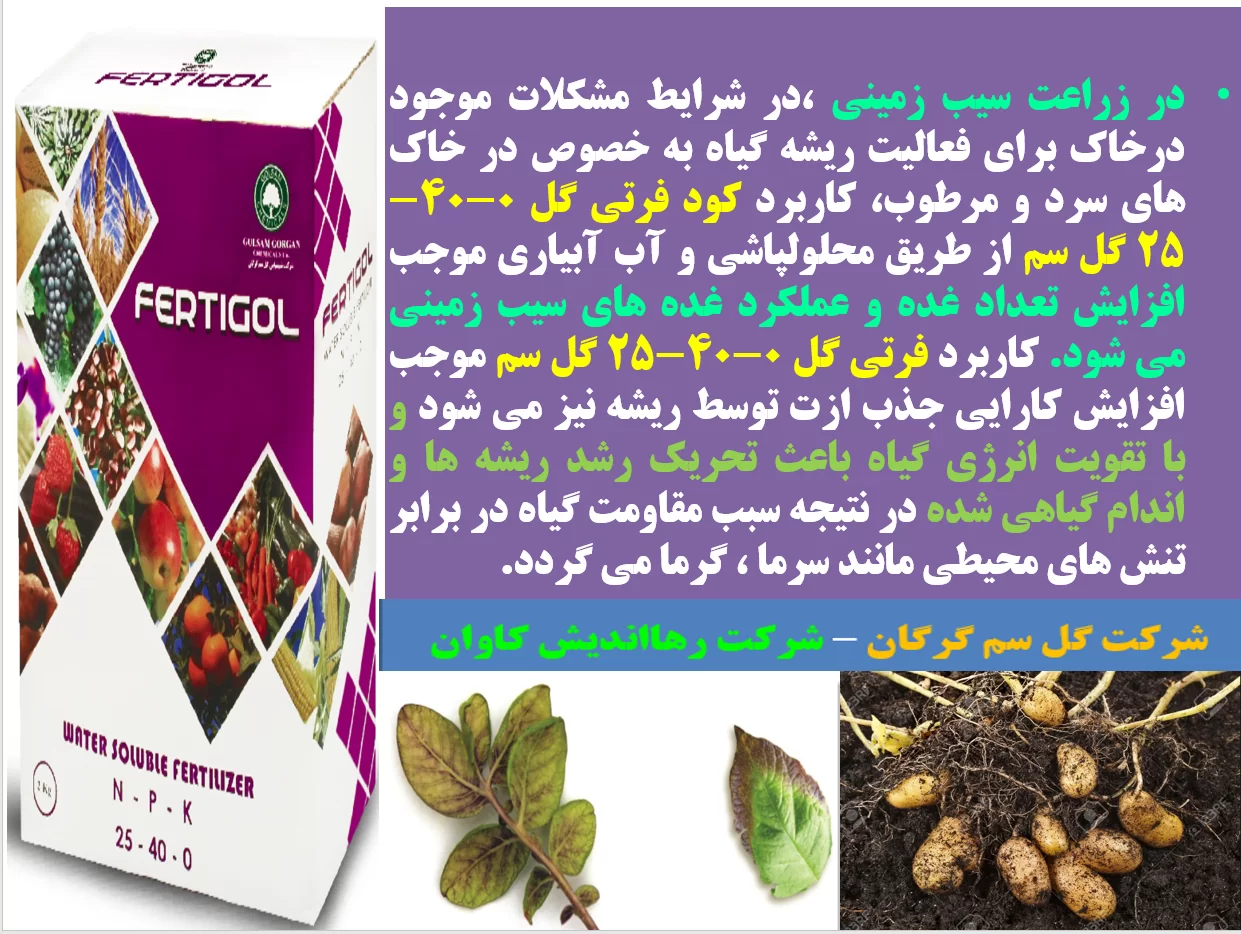 کاربرد کود فرتی گل ۰-۴۰-۲۵ گل سم در زراعت سیب زمینی – قسمت اول