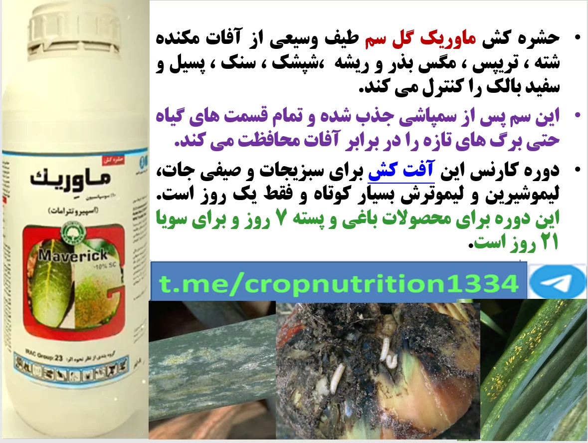 کنترل آفات مهم پیاز با حشره کش ماوریک گل سم – قسمت سوم