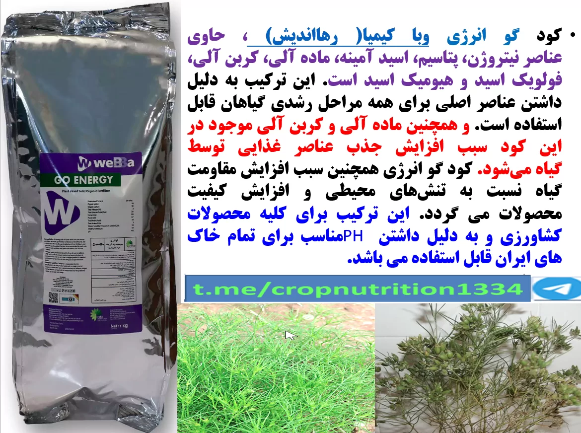 افزایش تحمل بوته های زیره سبز در برابر تنش های محیطی با کود آلی گوانرژی رهااندیش – قسمت سوم