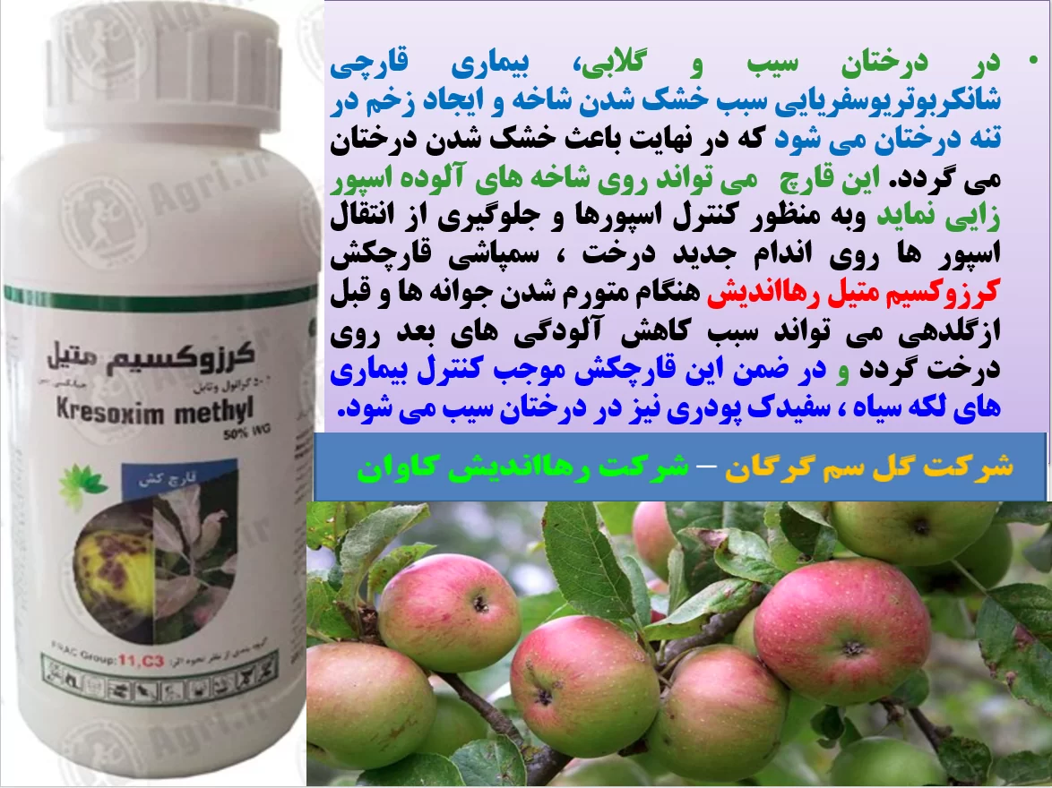 کنترل بیماری های درخت سیب با کرزوکسیم متیل رهااندیش – قسمت اول