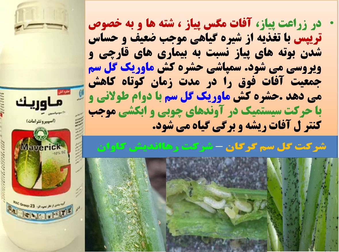 کنترل آفات مهم پیاز با حشره کش ماوریک گل سم – قسمت اول