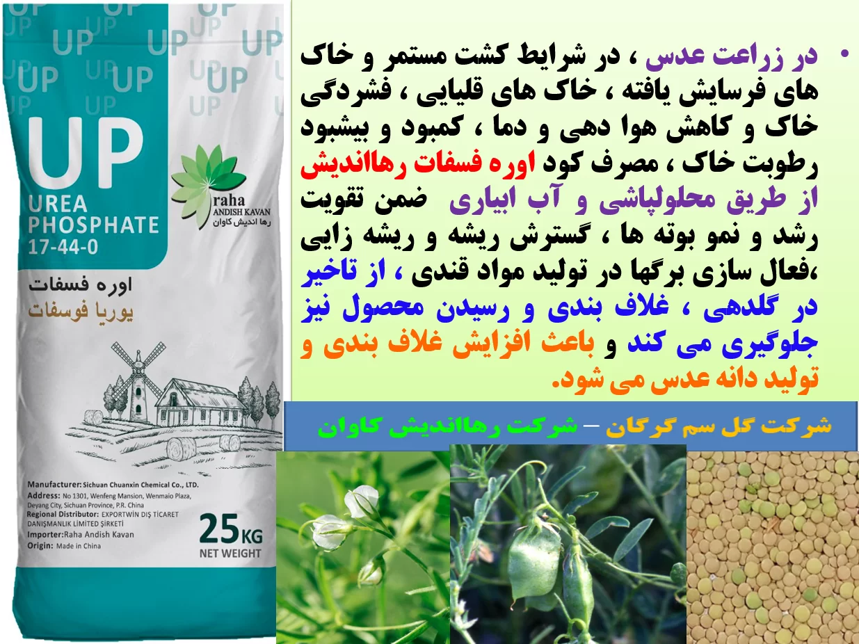 افزایش تولید در زراعت عدس با کاربرد کود اوره فسفات رهااندیش- قسمت اول