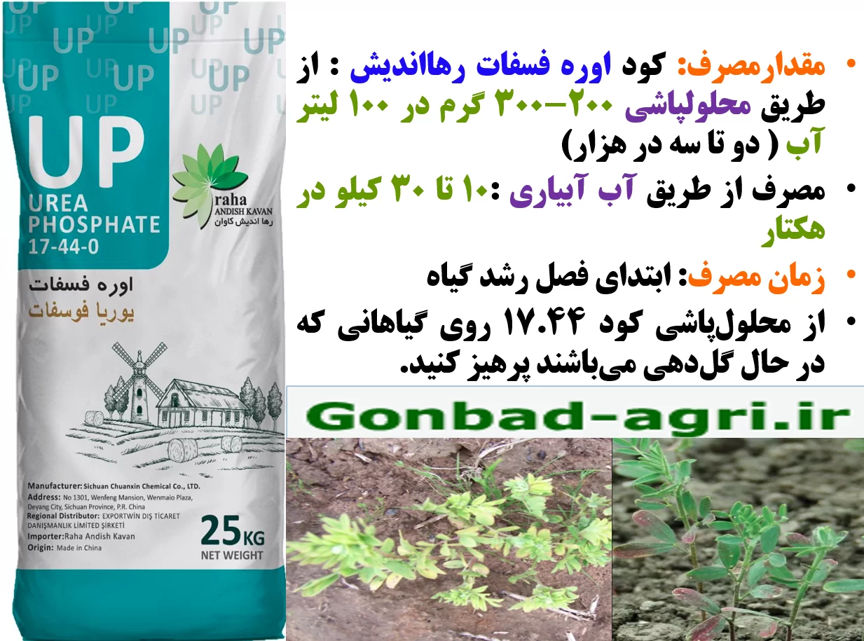 افزایش تولید در زراعت عدس با کاربرد کود اوره فسفات رهااندیش- قسمت دوم